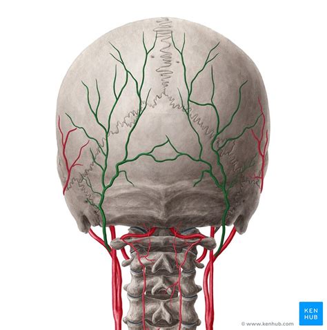 Arteria Occipitalis Anatomie Verlauf Äste Versorgung Kenhub