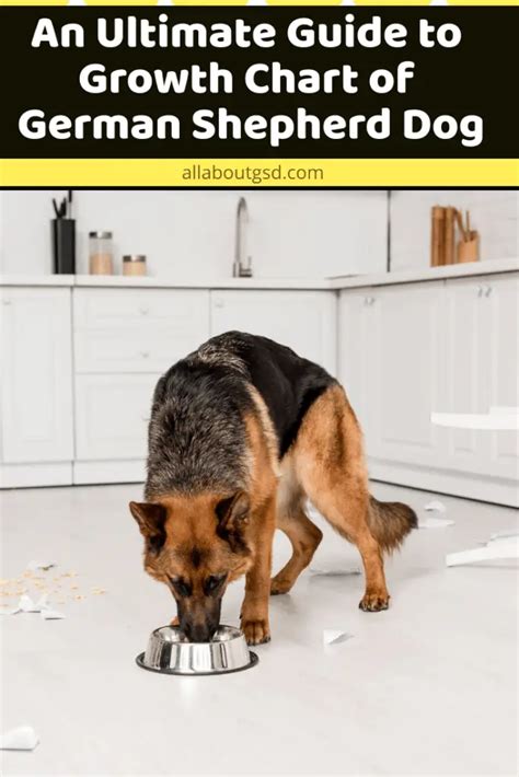 An Ultimate Guide To Growth Chart Of German Shepherd Dog