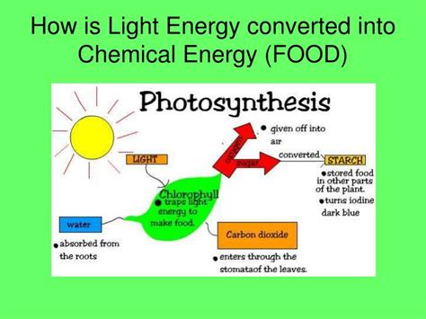 Concept 25 Of Light Energy To Chemical Energy Photosynthesis
