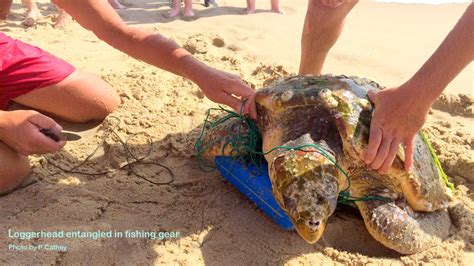 How You Can Help Network For Endangered Sea Turtles