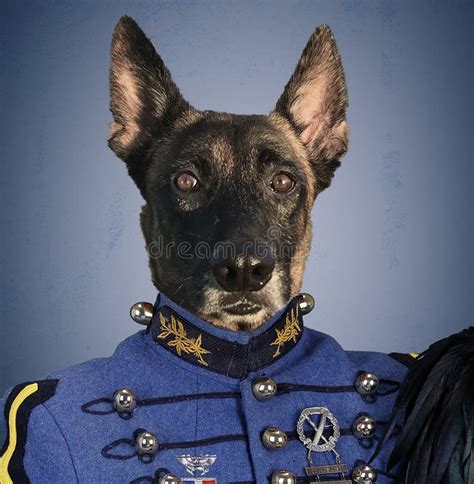 军装犬 库存照片 图片 包括有 构成 似犬 概念性 比利时人 交配动物者 乐趣 表面 姿势 165411660