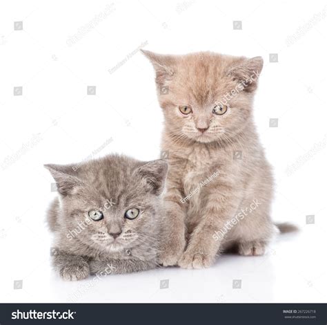 Portrait Two Cute Kittens Isolated On White Background