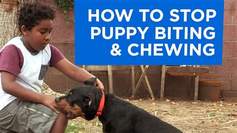How To Stop Puppy Biting And Chewing Youtube