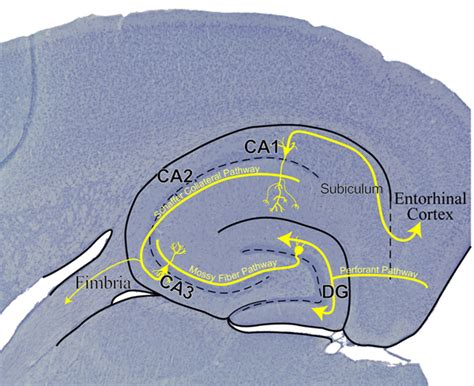 Investigations On Alterations Of Hippocampal Circuit Function Following