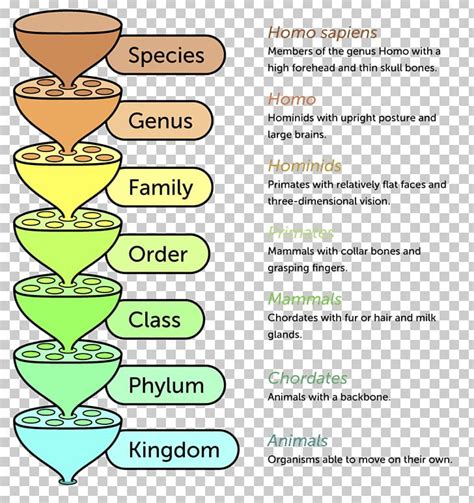 Taxonomy Chart Template Taxonomy Chart Is A Classification System Images