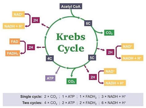 Krebs Cycle Location Steps Equation Products And Functions