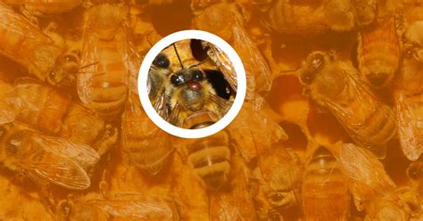Easy Homemade Honey Bee Healthy Recipe 2023 Atonce