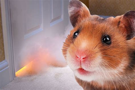 Hamster Rodent Pet Cricetinae Wallpapers Hd Desktop