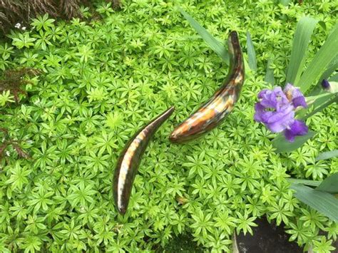 Koi Fish Bronze Sculpture Garden Art Handmade Welded Metal Art Etsy