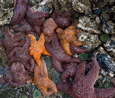 Ocher Starfish Pisaster Ochraceus Bandon Coos Co Orego Flickr