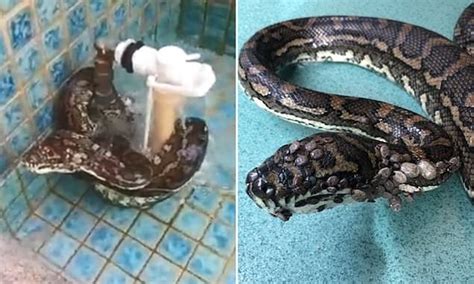 Nike The Python Who Had 500 Ticks Has Been Released Into The Wild