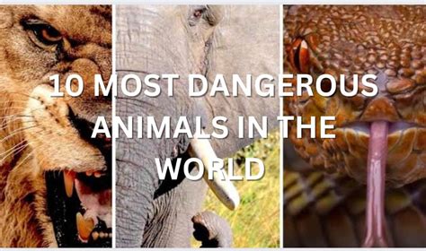10 Most Dangerous Animals In The World The Dreamyy Land