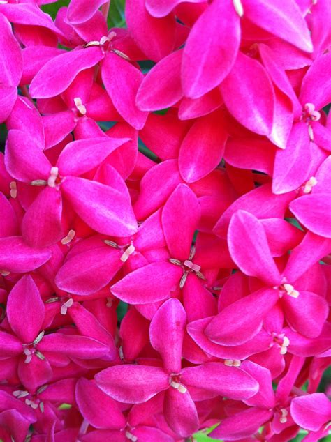 Free Images Nature Flower Petal Floral Fresh Pink Flora Petals