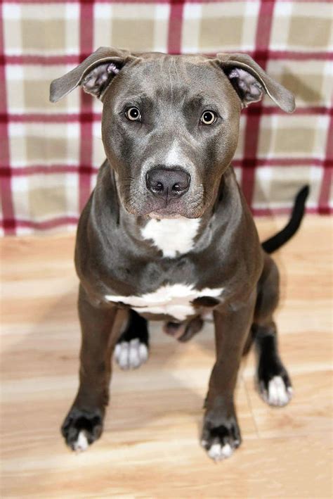 Blue Nose Pitbull Dog Photograph By Rosemarie Guieb Fine Art America