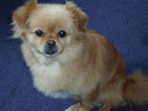From its purebred parents, this small pooch inherits a big personality. Pumpkin the Pekingese Pomeranian Mix | Pekingese ...
