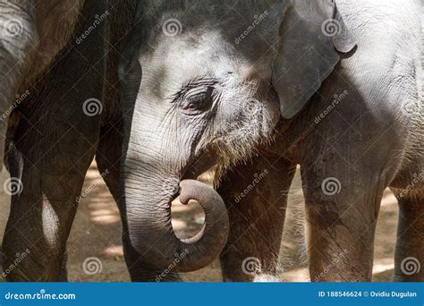 Close Up Of A Baby Juvenile Elephant With His Trunk Up Enjoying The