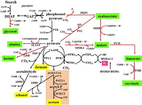 Chlamydomonas Dark Fermentative Metabolism Download Scientific Diagram