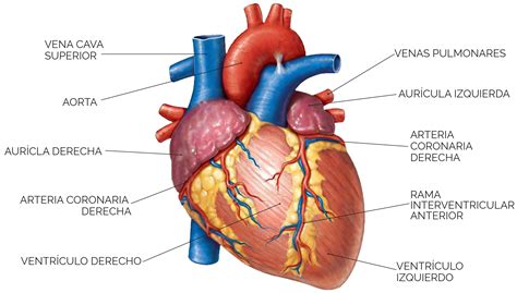 Unidad Didáctica 7 Aparato Circulatorio El Corazón Licenciatura En