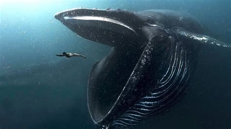10 Biggest Ocean Creatures In The World Youtube