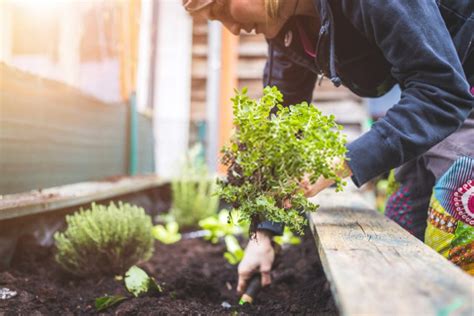 Importance Of Gardening In Our Lives With 5 Health Benefits Homilly