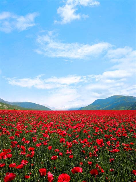 Hình ảnh Cánh đồng Hoa đẹp Mênh Mông Cho Người Yêu Hoa