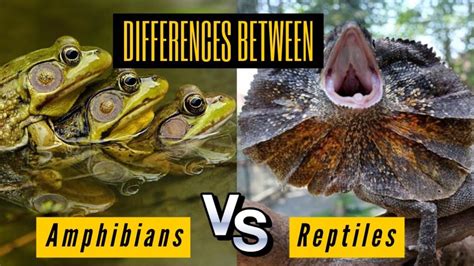 Key The Differences Between Amphibians And Reptiles Comparison And
