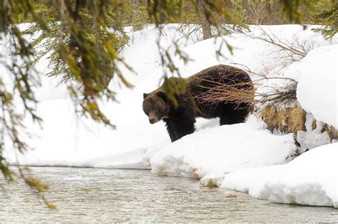 Banff Just Got Its First Grizzly Bear Sighting Of The Year Which Means