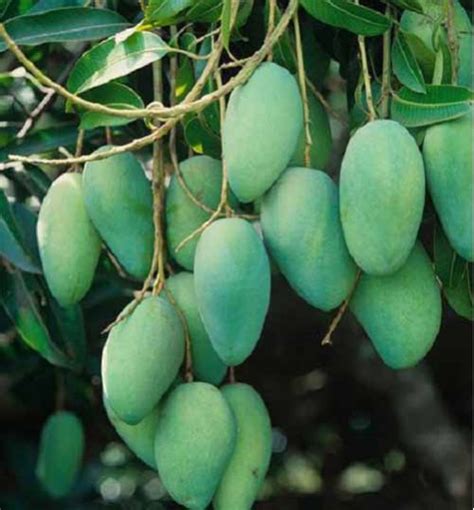 Langra Mango Tree Plant All Bangladesh Home Delivery
