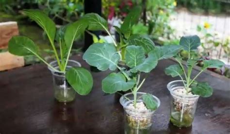 Tak sulit, sayur yang bisa ditanam pun sangat beragam! (Video) DIY Cara Menanam Sayuran Hidroponik Dalam Bekas ...