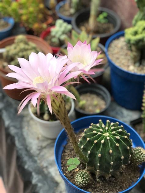 Hola a todos espero que estén muy bien, hoy. Echinopsis oxygona - Id Plantae