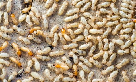 8 Signs Of Termites In Your Home Safeguard Pest Control