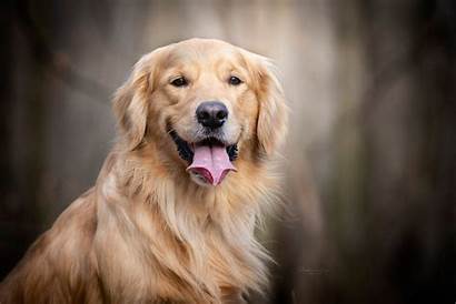 Golden Retriever Dog Face Retriver Background Wallpapers