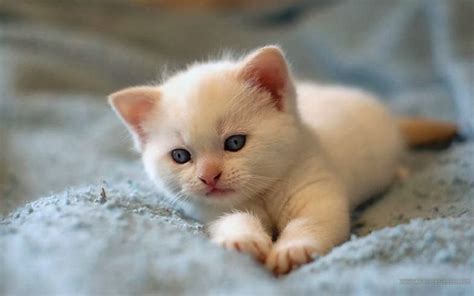 See more ideas about cat drawing, cat art, animal art. Cute White Little Cat |Cat Pictures
