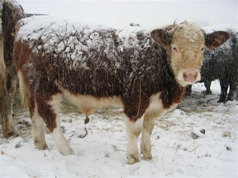 Snow Cow Cow Calf Farm Animals Cattle