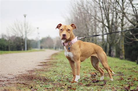 They are becoming very popular for families interested in owning a pitbull without the massive muscular size. American Pitbull Terrier (Pitbull) : caractère, éducation ...