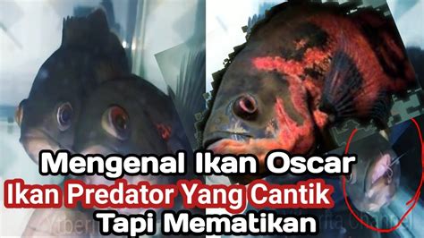 Di tambah lagi harga ikan oscar yang lumayan mahal menjadi penyemangat sendiri. Mengenal Ikan Oscar Predator Yang Cantik Tapi Mematikan ...