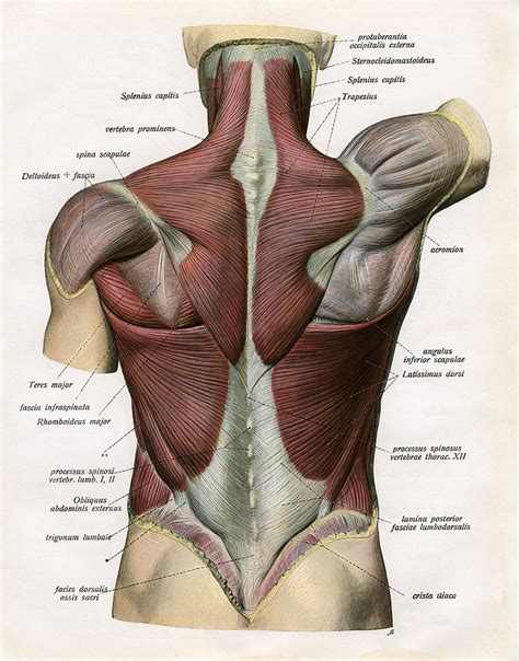 They include the large muscles in the lower back (erector spinae), which help hold up the spine, and gluteal muscles. Muscles Of The Human Back Digital Art by Graphicaartis