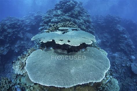 Reef Building Corals On Reef — Stony Ocean Stock Photo 174712926