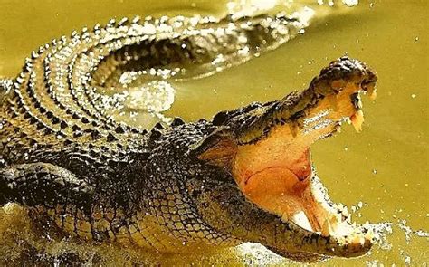 Does Alligators Have Tongues Alligator Facts Revealed