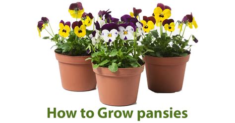 How To Plant And Grow Pansies In Ground Or Pots Embracegardening