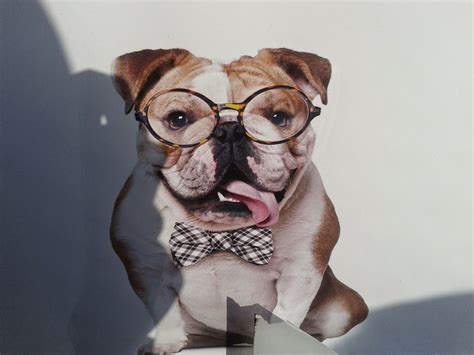 Toronto Things Bulldog Wearing Glasses Picture