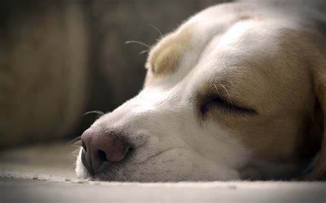 Wallpaper White Sleeping Nose Whiskers Labrador Retriever Puppy