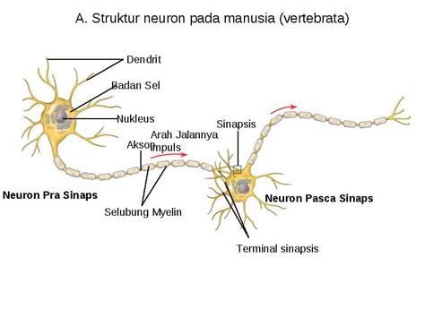 Sistem saraf parasimpatik merupakan sistem saraf yang mempunyai pangkal pada sumsum tulang belakang lanjutan atau medula oblongata. Susunan Sistem Syaraf Pada Manusia