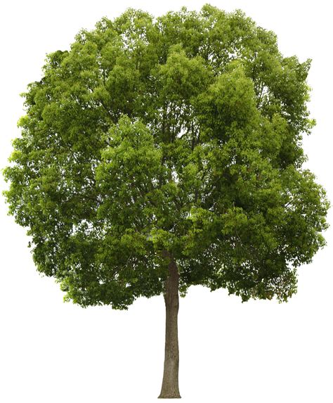 Tree Png Image Purepng Free Transparent Cc0 Png Image