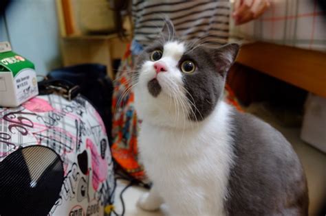 Meet The Omg Cat The Feline Who Is Always Surprised Bored Panda