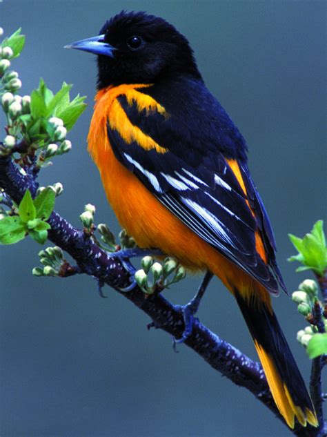 Shell pink with blood red drip on shoulders; Baltimore Oriole - The Academy of Natural Sciences