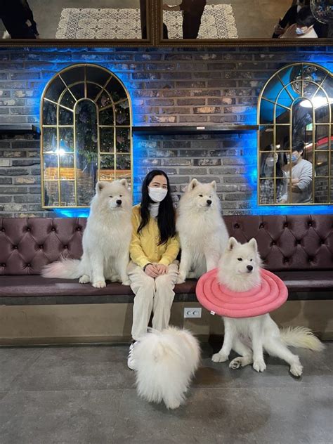 Samoyed Dog Cafe In Hongdae Things To Do Seoul Koreabyme
