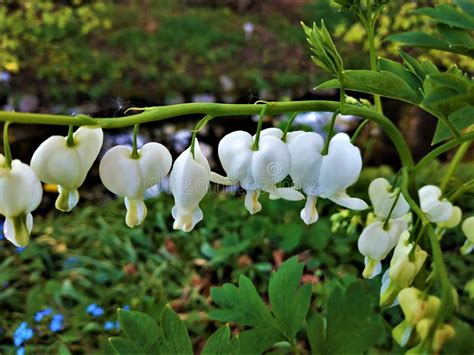 Dicentra Spectabilis Alba Bleeding Heart Flower Blooming White Stock