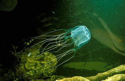 Box Jellyfish Stock Pictures Royalty Free Photos And Images In 2020
