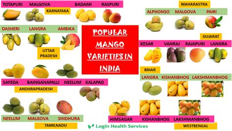 popular mango varieties in india